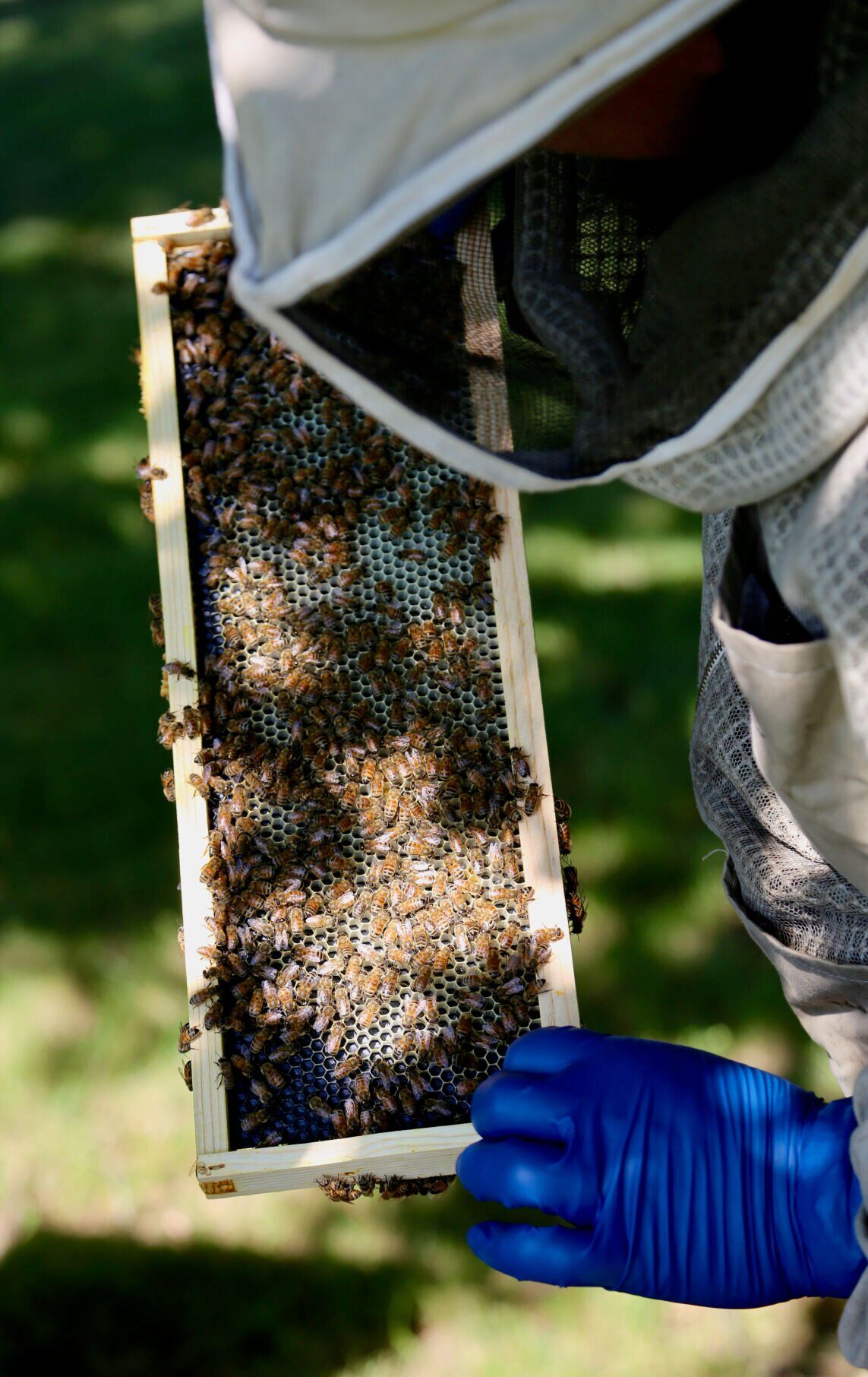 Bee frames